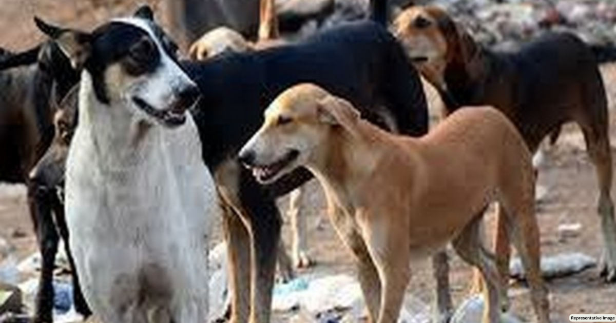 Andhra Pradesh: 7-year-old girl attacked by stray dogs in Tirupati